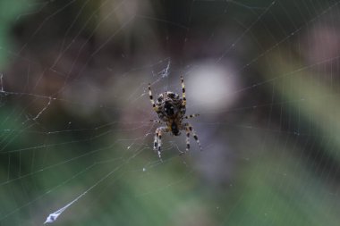Ağındaki bir örümceğin makro görüntüsü. Seçici odak kullanıldı.