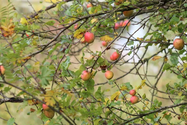 Äpplen Som Växer Ett Äppelträd Skogen — Stockfoto