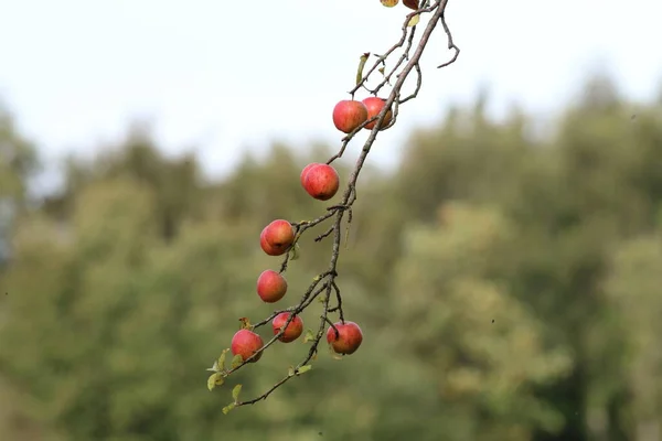 森のリンゴの木の上でリンゴを育てる — ストック写真