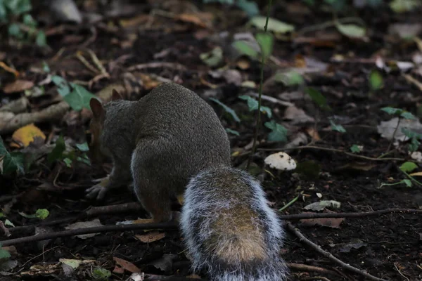 Wild Grey Squirrel Forest Animal Looking Food — Stock Photo, Image