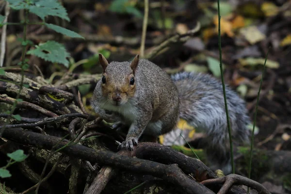 A wild grey squirrel in the forest. The animal is looking for food.
