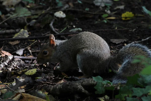森の中の野生の灰色のリス 動物は食べ物を探している — ストック写真