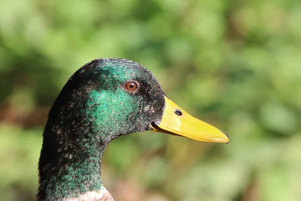 Una Hermosa Imagen Retrato Pato Mallard Cerca Del Borde Lago — Foto de Stock