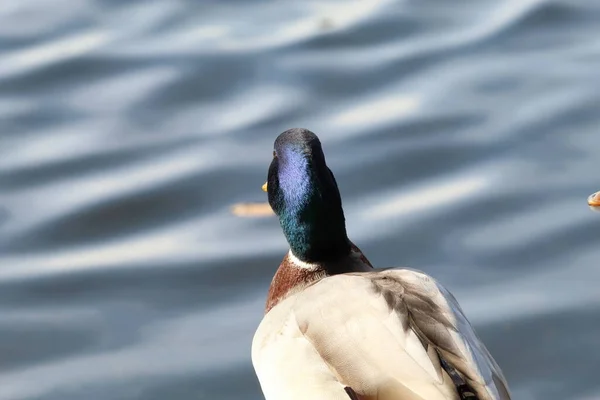 Una Hermosa Imagen Retrato Pato Mallard Cerca Del Borde Lago — Foto de Stock