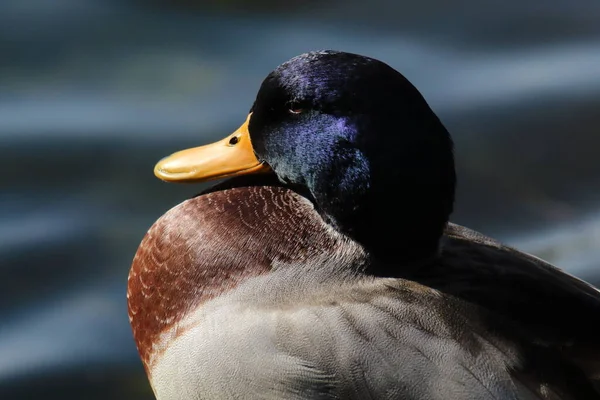 A beautiful portrait image of a Mallard Duck near the edge of a lake. Great detail and the texture can be seen on the animal\'s head in this image.