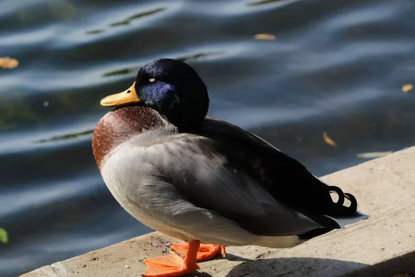 Una Hermosa Imagen Retrato Pato Mallard Cerca Del Borde Lago —  Fotos de Stock