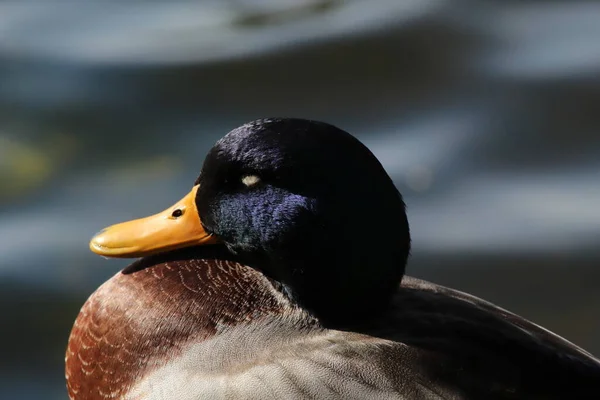 Beautiful Portrait Image Mallard Duck Edge Lake Great Detail Texture — Stock Photo, Image