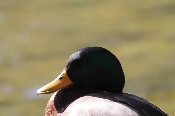 Een Prachtig Portret Van Een Mallard Duck Aan Rand Van — Stockfoto