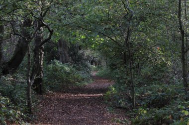 Ormanda bir patika. Ağaçlar ve yapraklar yolun her iki tarafından da görülebilir. İzinler sonbaharda yere düşmeye başladı..