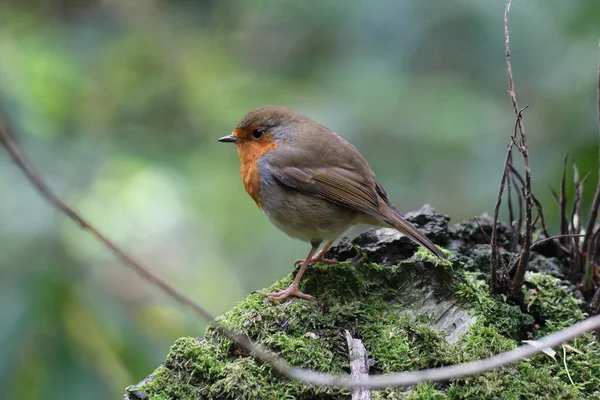 Pássaro Robin Selvagem Floresta Durante Outono Estes Pássaros São Populares — Fotografia de Stock