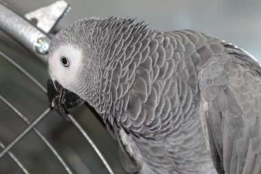 Evcil bir Afrikalı Gri Papağan evinin önünde kafesinin üstünde oynuyor. Bu kuşlar zekaları, konuşma yetenekleri ve ünlü kırmızı kuyruklarıyla tanınırlar..