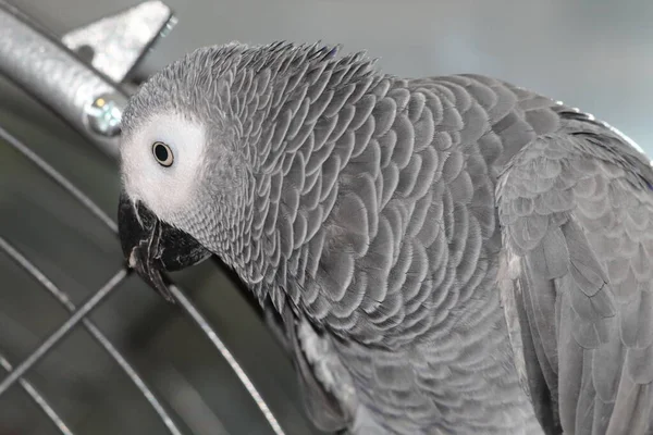 Mazlíček Afrického Šedého Papouška Který Hrál Kleci Své Domácí Adrese — Stock fotografie