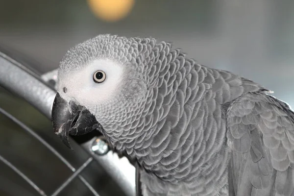 Pet African Grey Parrot Playing Top His Cage His Home — Stock Photo, Image