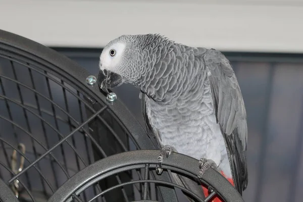 Una Loro Gris Africano Mascota Jugando Parte Superior Jaula Domicilio — Foto de Stock