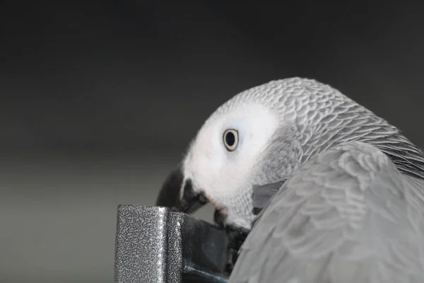 Pet African Grey Parrot Playing Top His Cage His Home — Stock Photo, Image