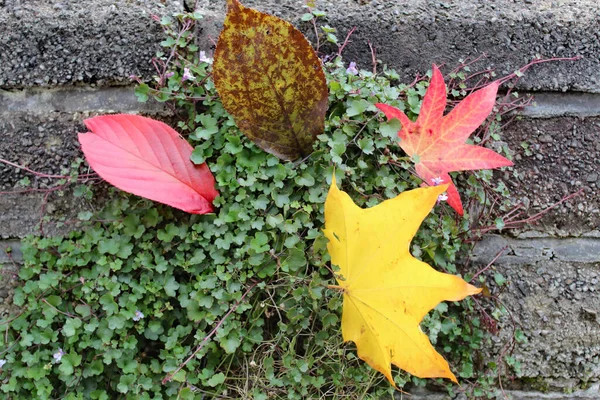 Eine Auswahl Blättern Verschiedenen Farben Und Formen Die Diesem Herbst — Stockfoto