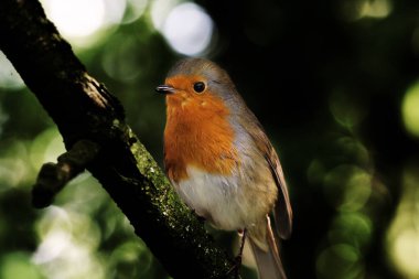 Preston ormanında vahşi bir Robin kuşu. Bu kuşlar Noel 'le ilişkilendirilir ve genellikle kartların önünde bulunur..