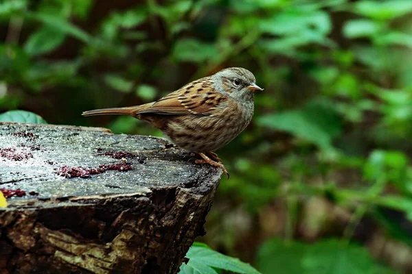 A closeup of a Wren bird in the forest during Autumn time. This wild bird had landed on a tree trunk to eat some seeds left by tourists.