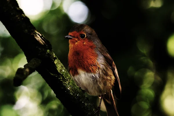 Pettirosso Selvatico Una Foresta Preston Questi Uccelli Sono Associati Natale — Foto Stock