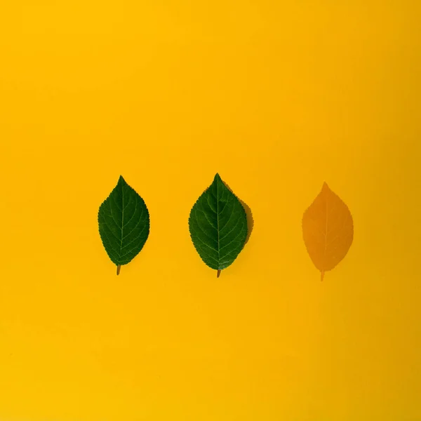 Two green leaves and one shadow leaf on a yellow background. Flat lay concept.