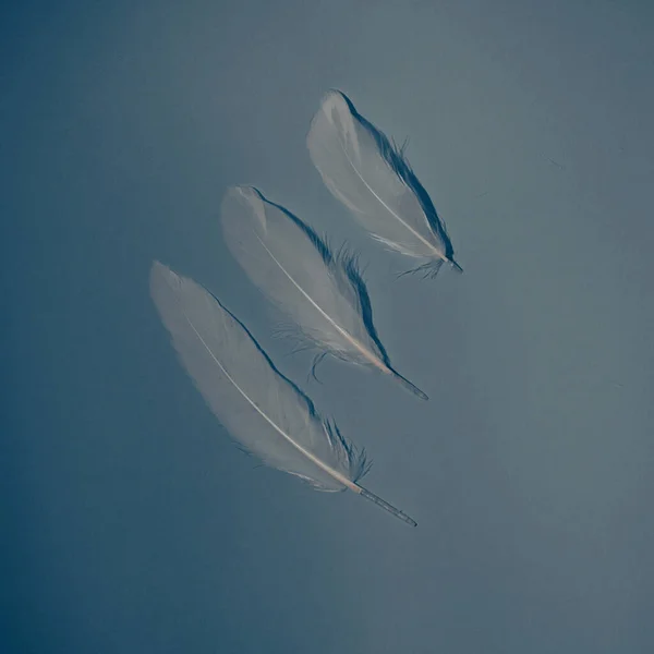 Three angel feathers on a blue background. Flat lay concept.