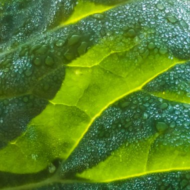 Yeşil lahana yaprağına su damlatıyor..