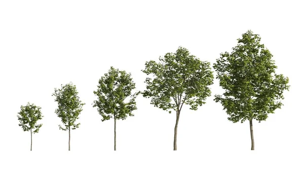 Árvore Renderização Pequena Grande — Fotografia de Stock
