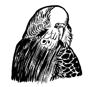 Muhabbet kuşunun siyah-beyaz mürekkep çizimi.