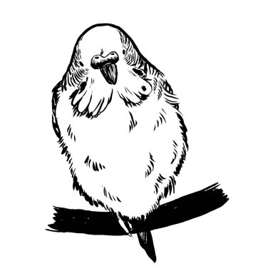 Muhabbet kuşunun siyah-beyaz mürekkep çizimi.