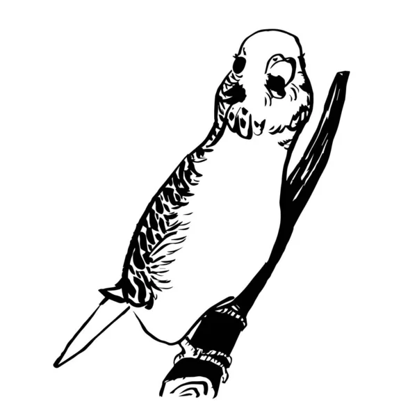 Czarno Biały Tusz Ilustrujący Papugę Papużkową — Zdjęcie stockowe