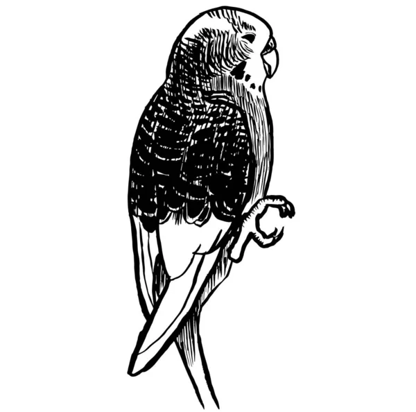 Чорно Біла Чорнильна Ілюстрація Папуги — стокове фото