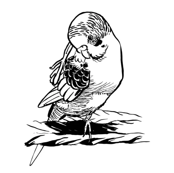 Černobílý Inkoust Ilustrace Budgerigar Papouška — Stock fotografie