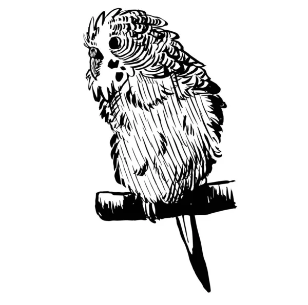 Чорно Біла Чорнильна Ілюстрація Папуги — стокове фото