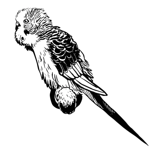 Black White Ink Illustration Budgerigar Parakeet — Stock Photo, Image