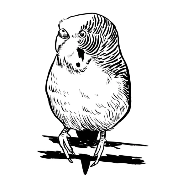 Muhabbet kuşunun siyah-beyaz mürekkep çizimi.