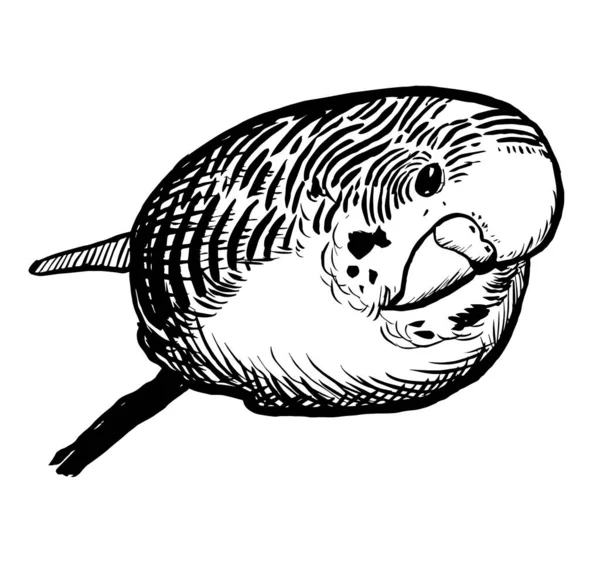 Muhabbet kuşunun siyah-beyaz mürekkep çizimi.