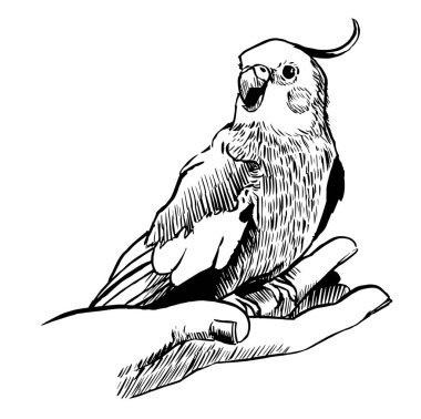 Papağanın siyah-beyaz mürekkep çizimi.