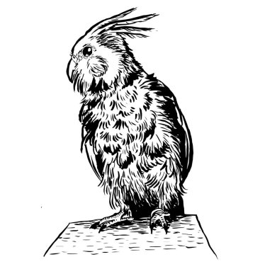 Papağanın siyah-beyaz mürekkep çizimi.