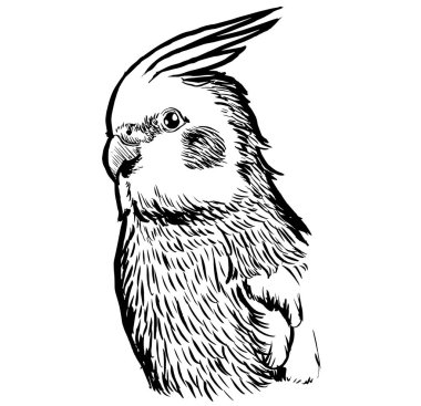 Papağanın siyah-beyaz mürekkep çizimi.