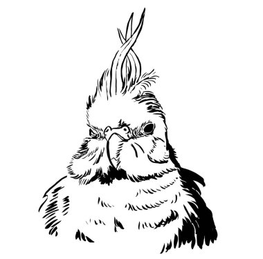 Papağanın siyah-beyaz mürekkep çizimi.