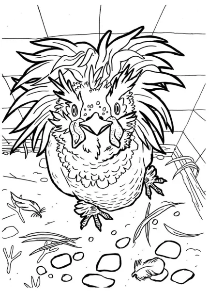 Black White Coloring Page Ink Illustration Chicken — Stock Photo, Image