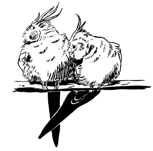 Černobílý Inkoust Ilustrace Papouška Kohouta — Stock fotografie