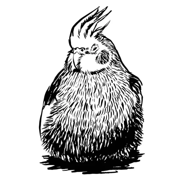Papağanın Siyah Beyaz Mürekkep Çizimi — Stok fotoğraf