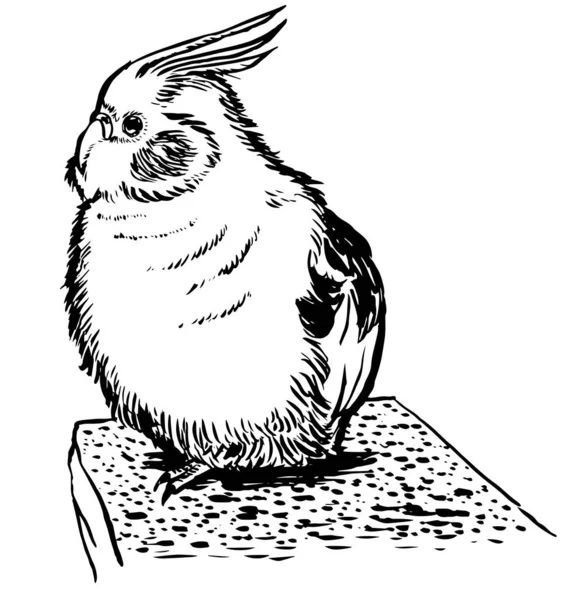 Papağanın siyah-beyaz mürekkep çizimi.