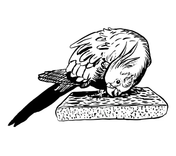 Cerneală Albă Neagră Ilustrație Unui Papagal Cockatiel — Fotografie, imagine de stoc