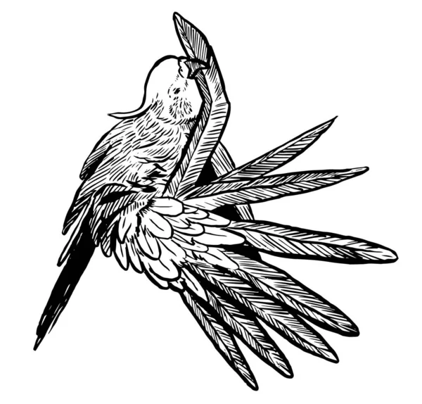 Black White Ink Illustration Cockatiel Parrot — Stock Photo, Image