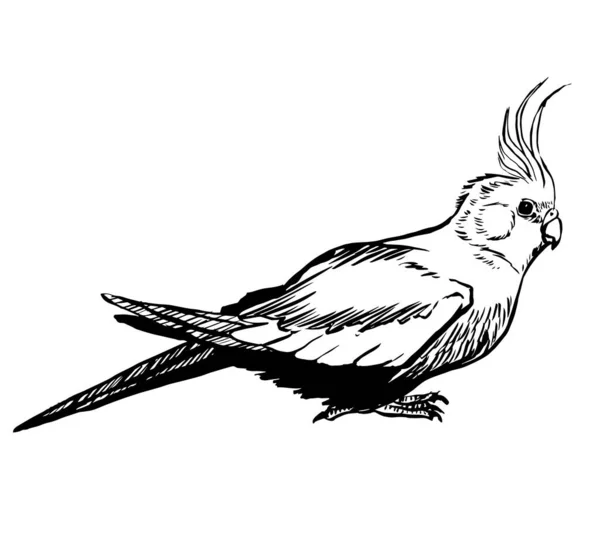 Black White Ink Illustration Cockatiel Parrot — Stock Photo, Image