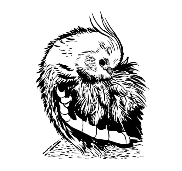 Papağanın siyah-beyaz mürekkep çizimi.