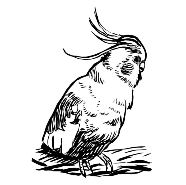 Černobílý Inkoust Ilustrace Papouška Kohouta — Stock fotografie