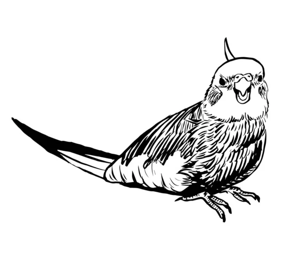 Czarno Biały Tusz Ilustracja Kokosowej Papugi — Zdjęcie stockowe